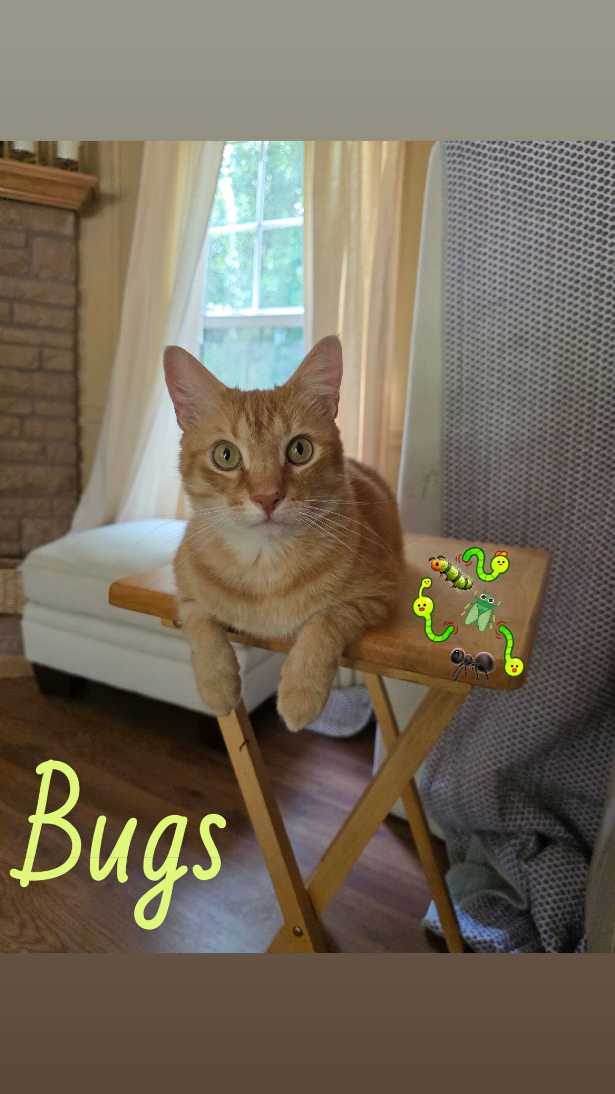 Bugs Buddy (Cyd), an adoptable American Bobtail, Tabby in Pensacola, FL, 32534 | Photo Image 2