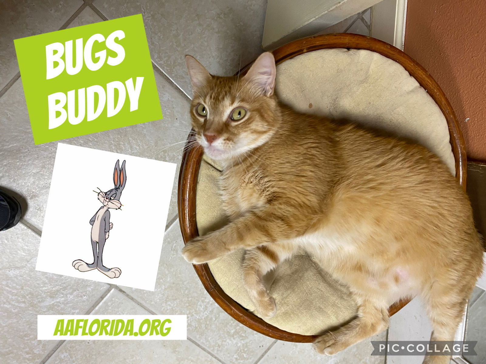 Bugs Buddy (Cyd), an adoptable American Bobtail, Tabby in Pensacola, FL, 32534 | Photo Image 3