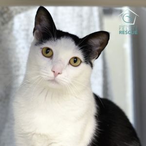 Thank you for choosing adoption and making a rescued kitty part of your family Our team is looking 