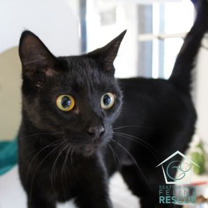 Thank you for choosing adoption and making a rescued kitty part of your family Our team is looking 