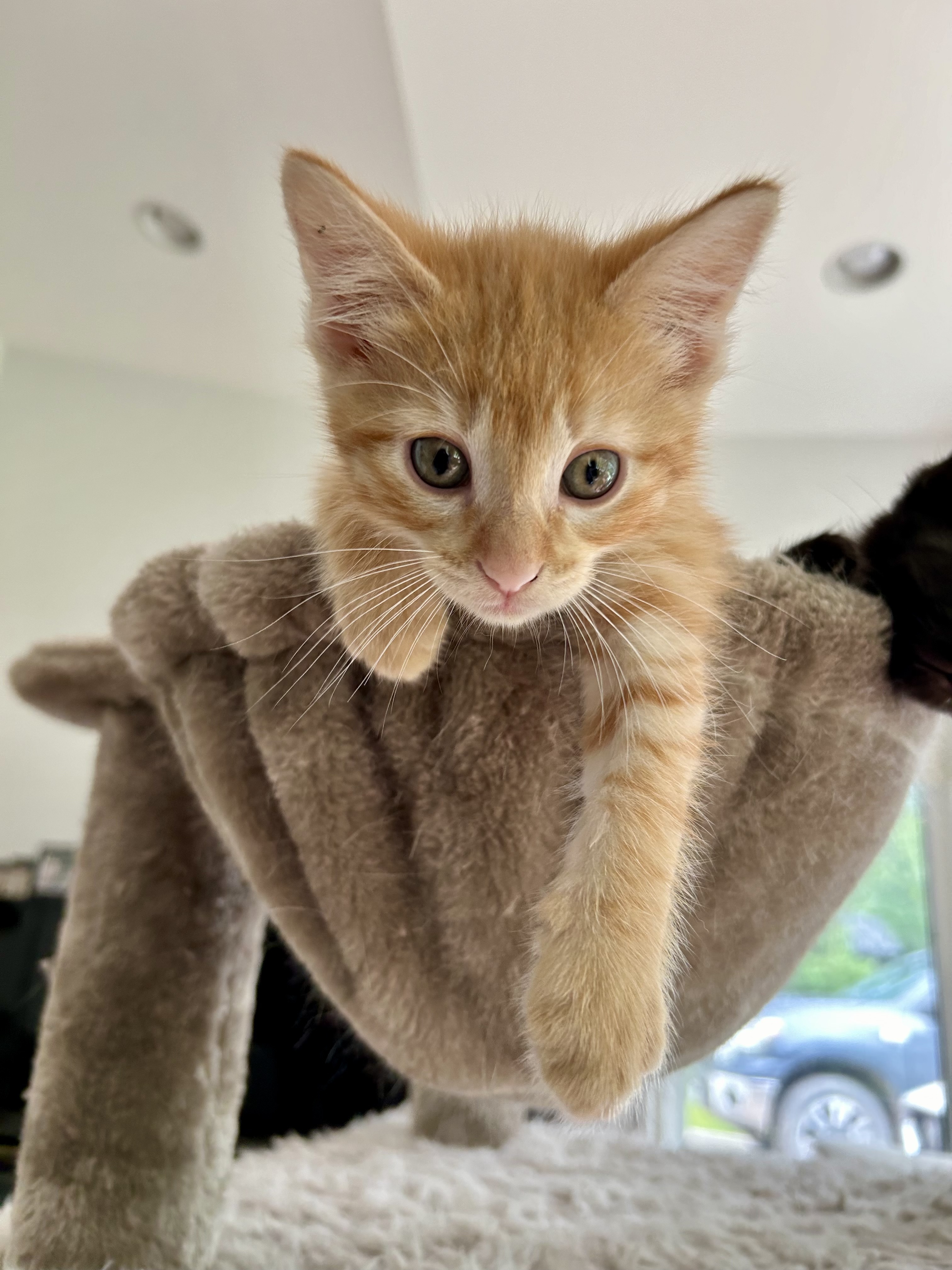 Citrus Punch, an adoptable Domestic Short Hair in Steinbach, MB, R5G 2B2 | Photo Image 1