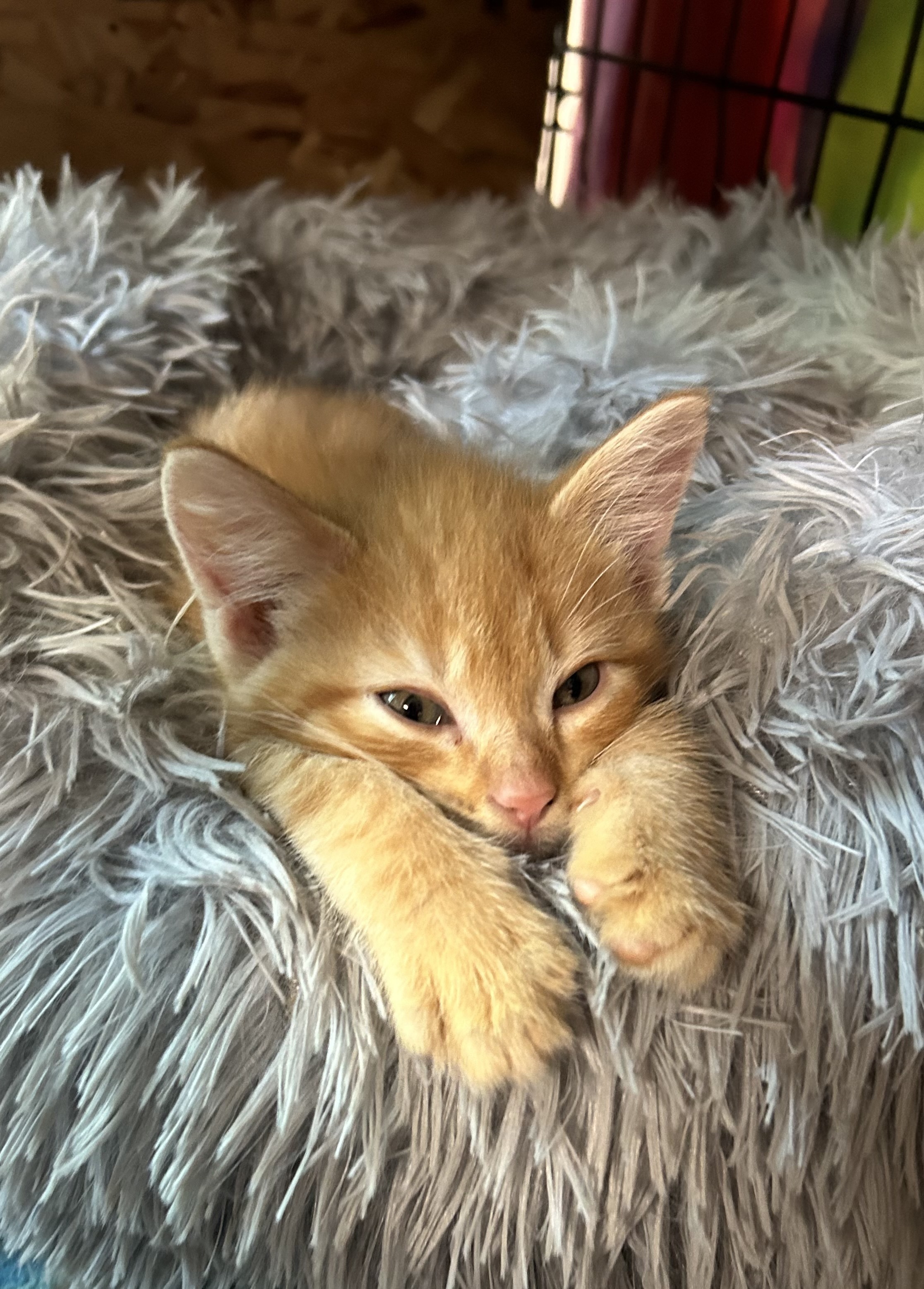 Citrus Punch, an adoptable Domestic Short Hair in Steinbach, MB, R5G 2B2 | Photo Image 1