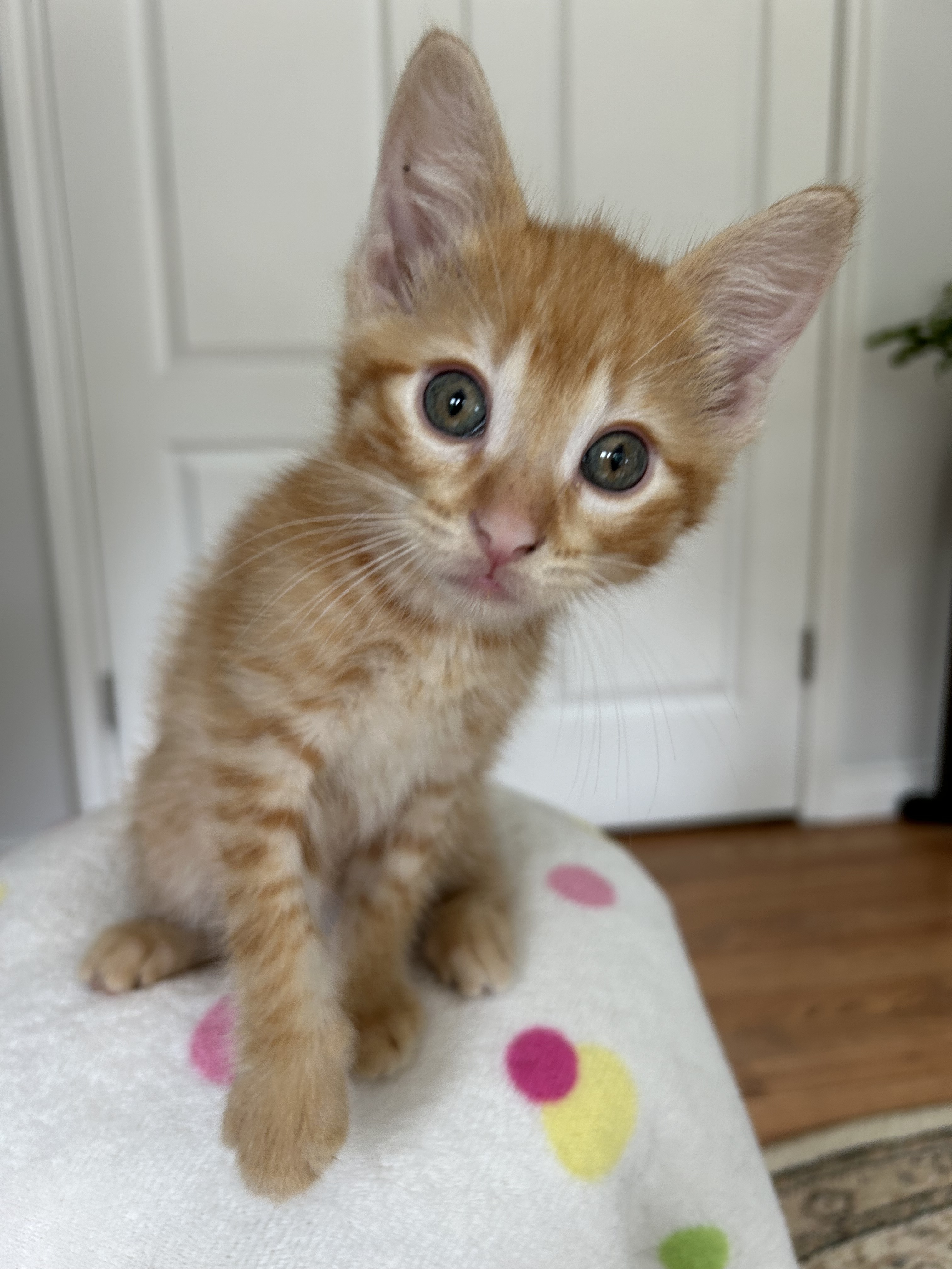 Citrus Punch, an adoptable Domestic Short Hair in Steinbach, MB, R5G 2B2 | Photo Image 2