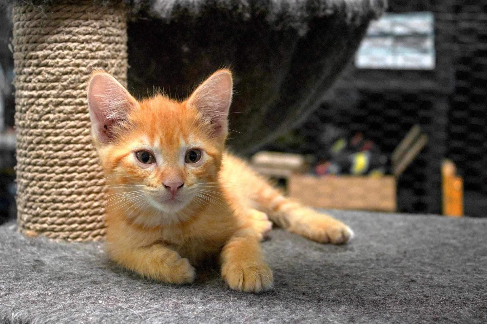 Citrus Punch, an adoptable Domestic Short Hair in Steinbach, MB, R5G 2B2 | Photo Image 2