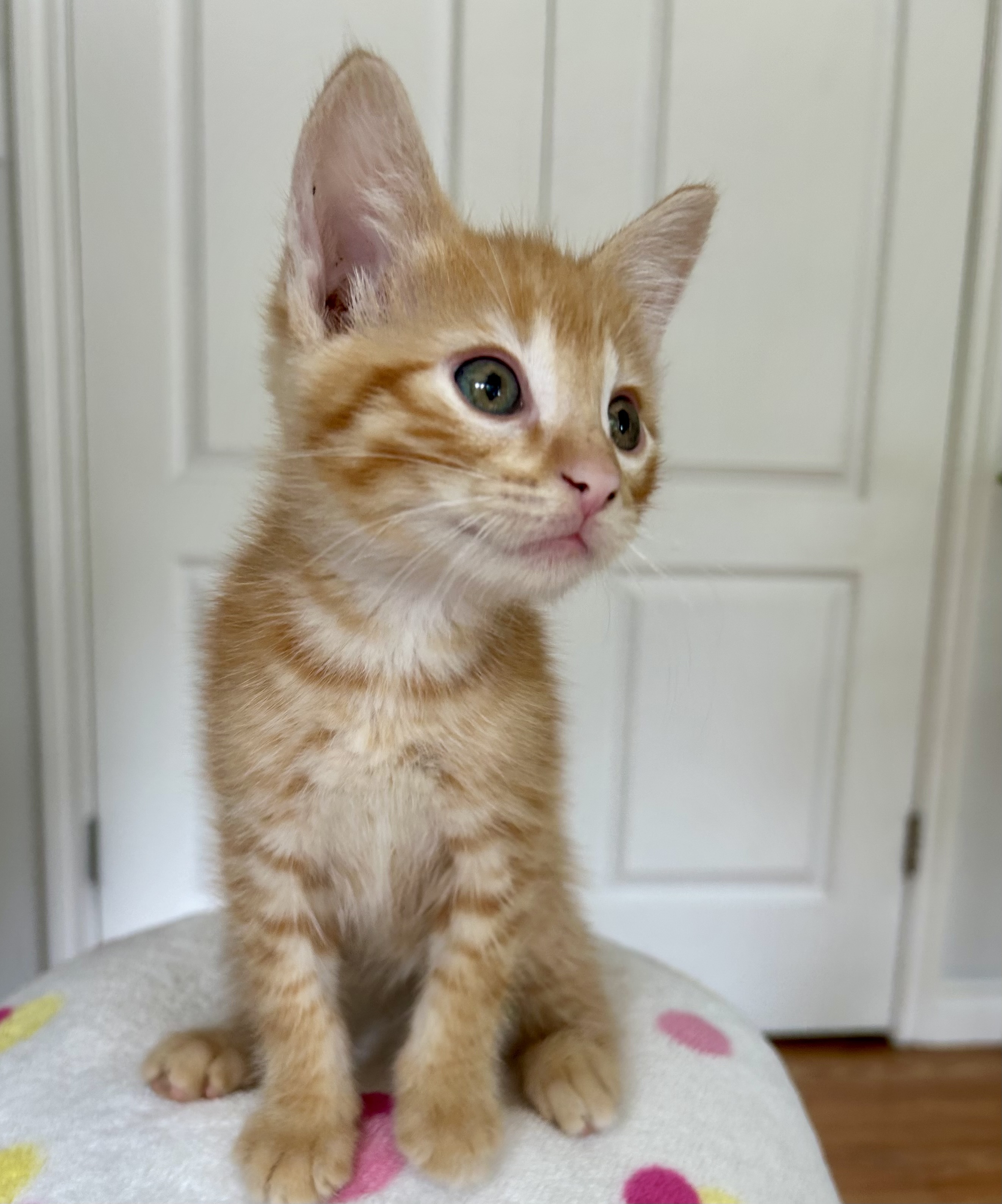 Citrus Punch, an adoptable Domestic Short Hair in Steinbach, MB, R5G 2B2 | Photo Image 3