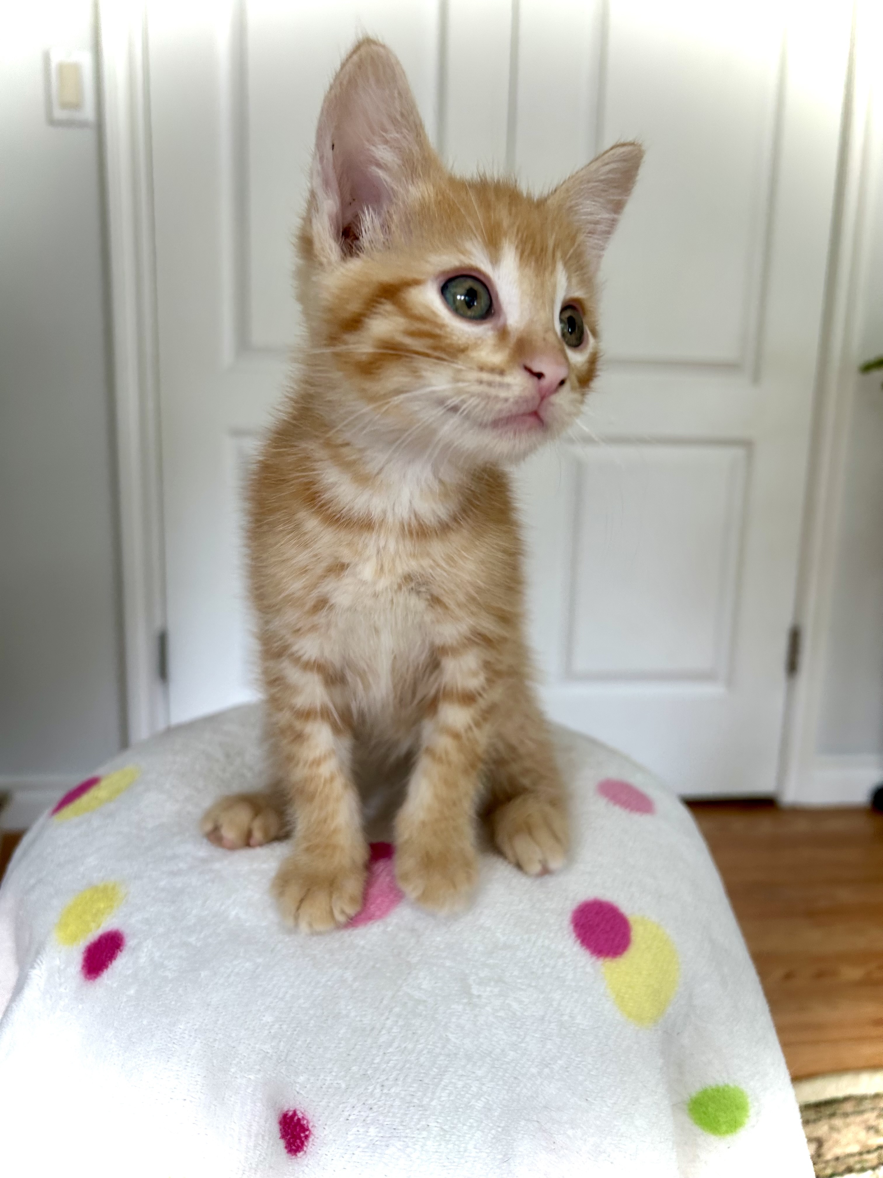 Citrus Punch, an adoptable Domestic Short Hair in Steinbach, MB, R5G 2B2 | Photo Image 4