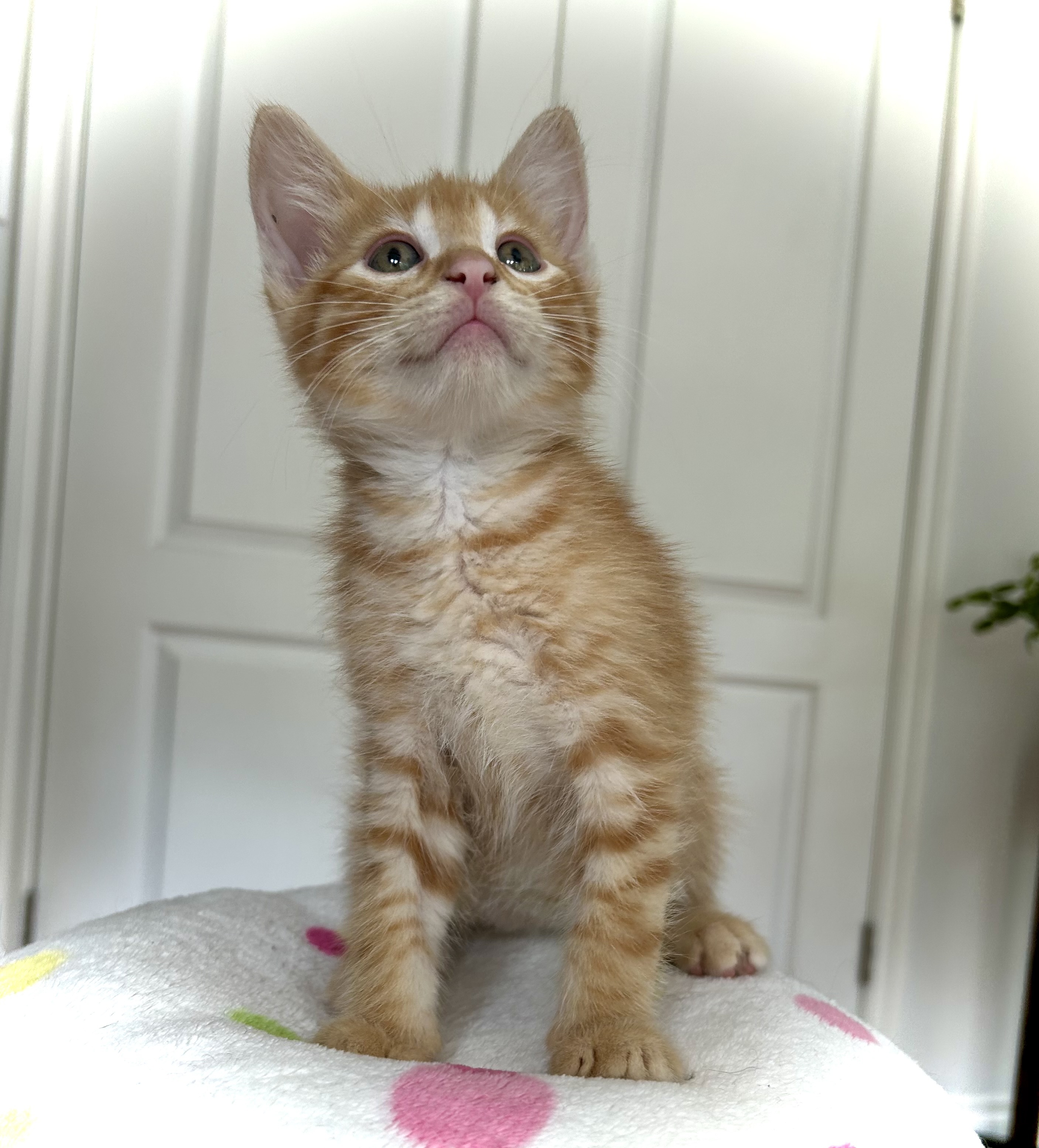 Citrus Punch, an adoptable Domestic Short Hair in Steinbach, MB, R5G 2B2 | Photo Image 5