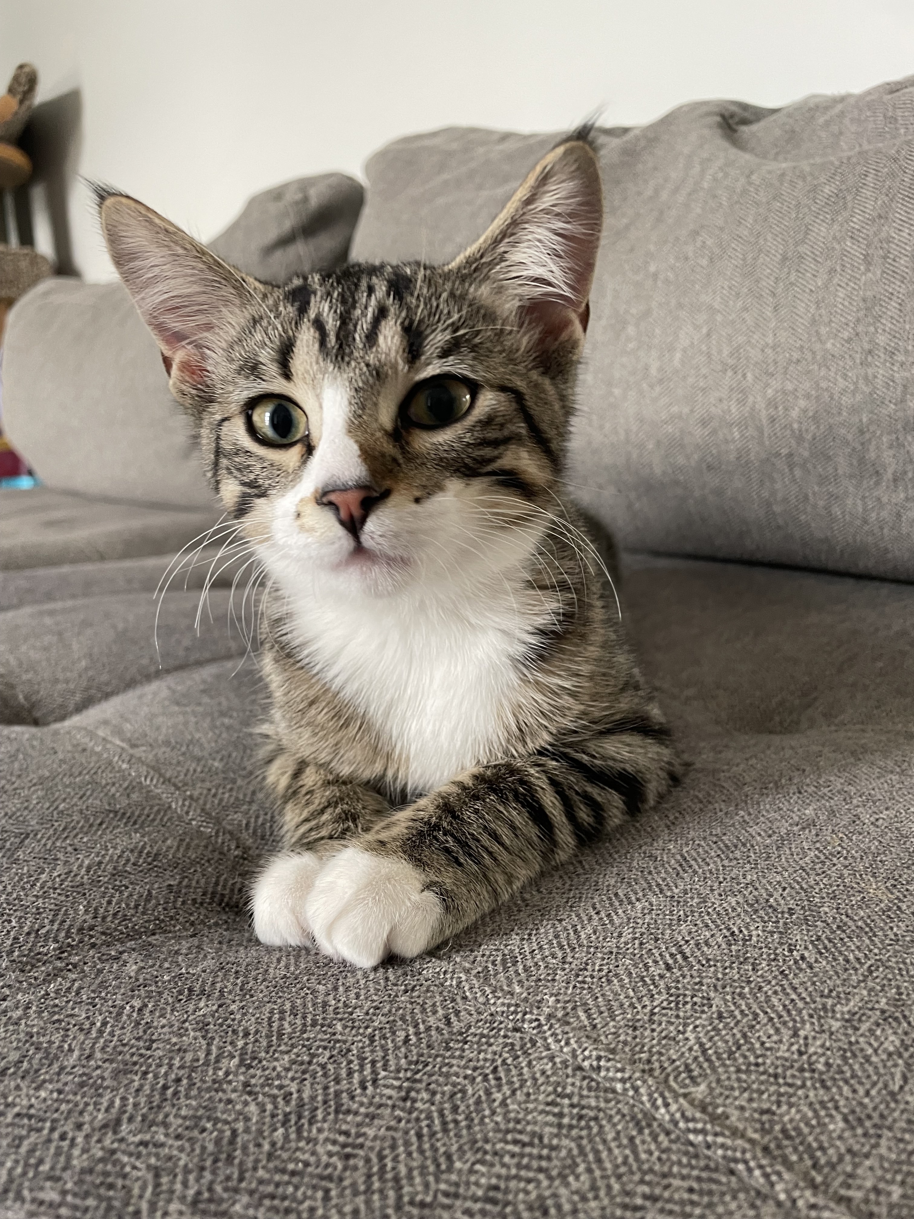 Pippen, an adoptable Domestic Short Hair in Steinbach, MB, R5G 2B2 | Photo Image 5