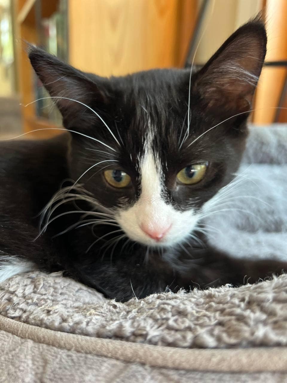 Neo, an adoptable Domestic Short Hair in Steinbach, MB, R5G 2B2 | Photo Image 3