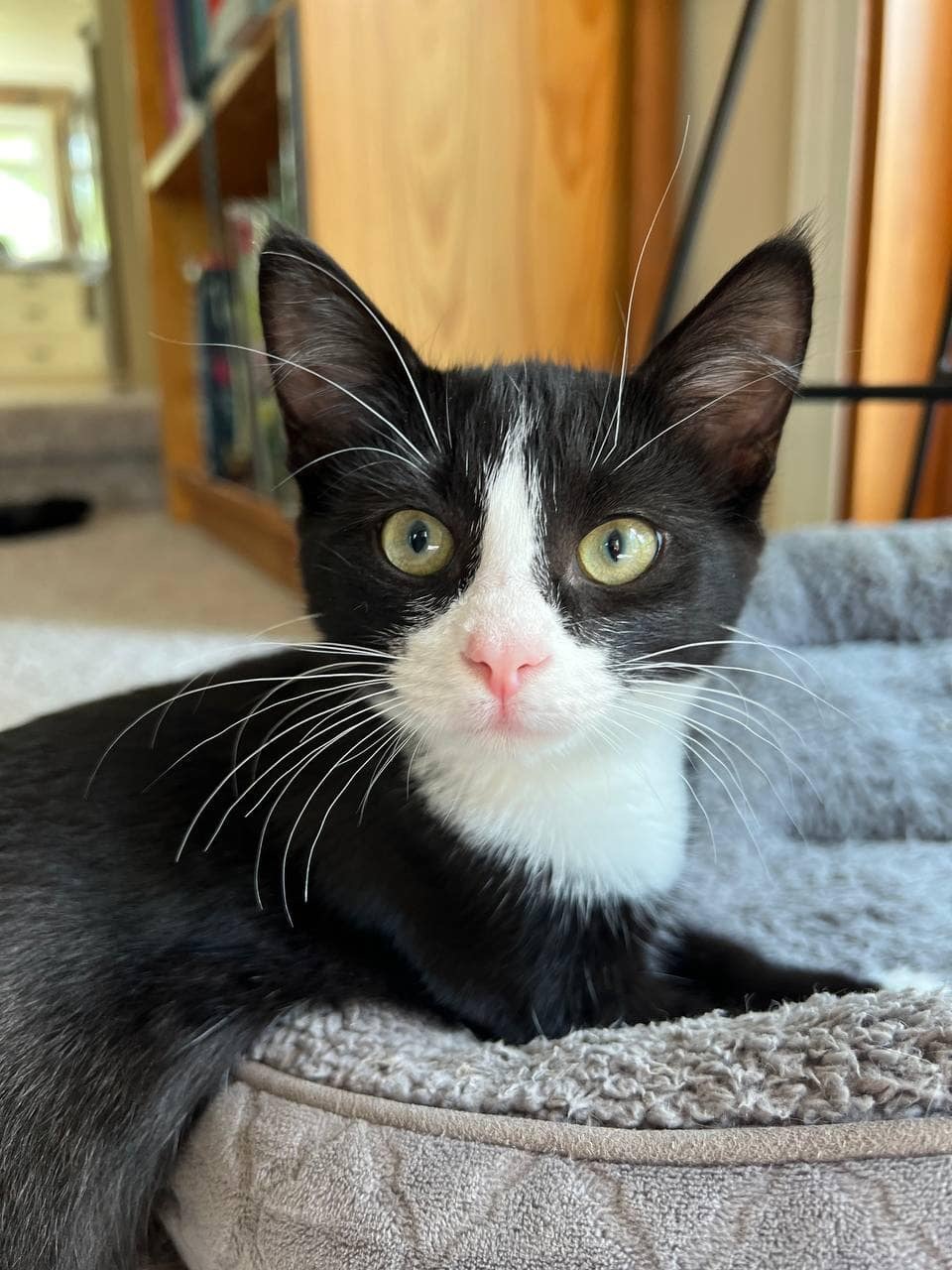 Neo, an adoptable Domestic Short Hair in Steinbach, MB, R5G 2B2 | Photo Image 4