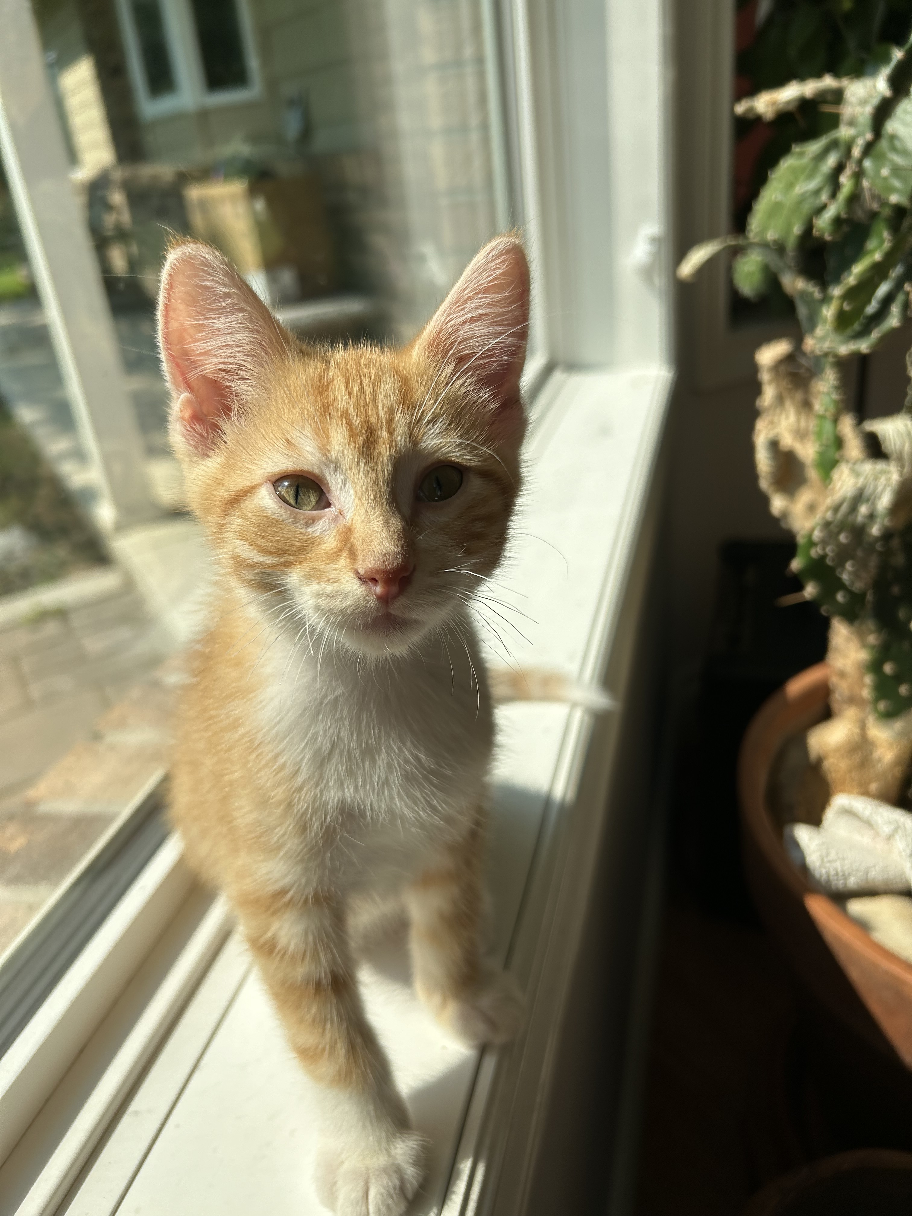 Peach Purrfect, an adoptable Domestic Short Hair in Steinbach, MB, R5G 2B2 | Photo Image 1