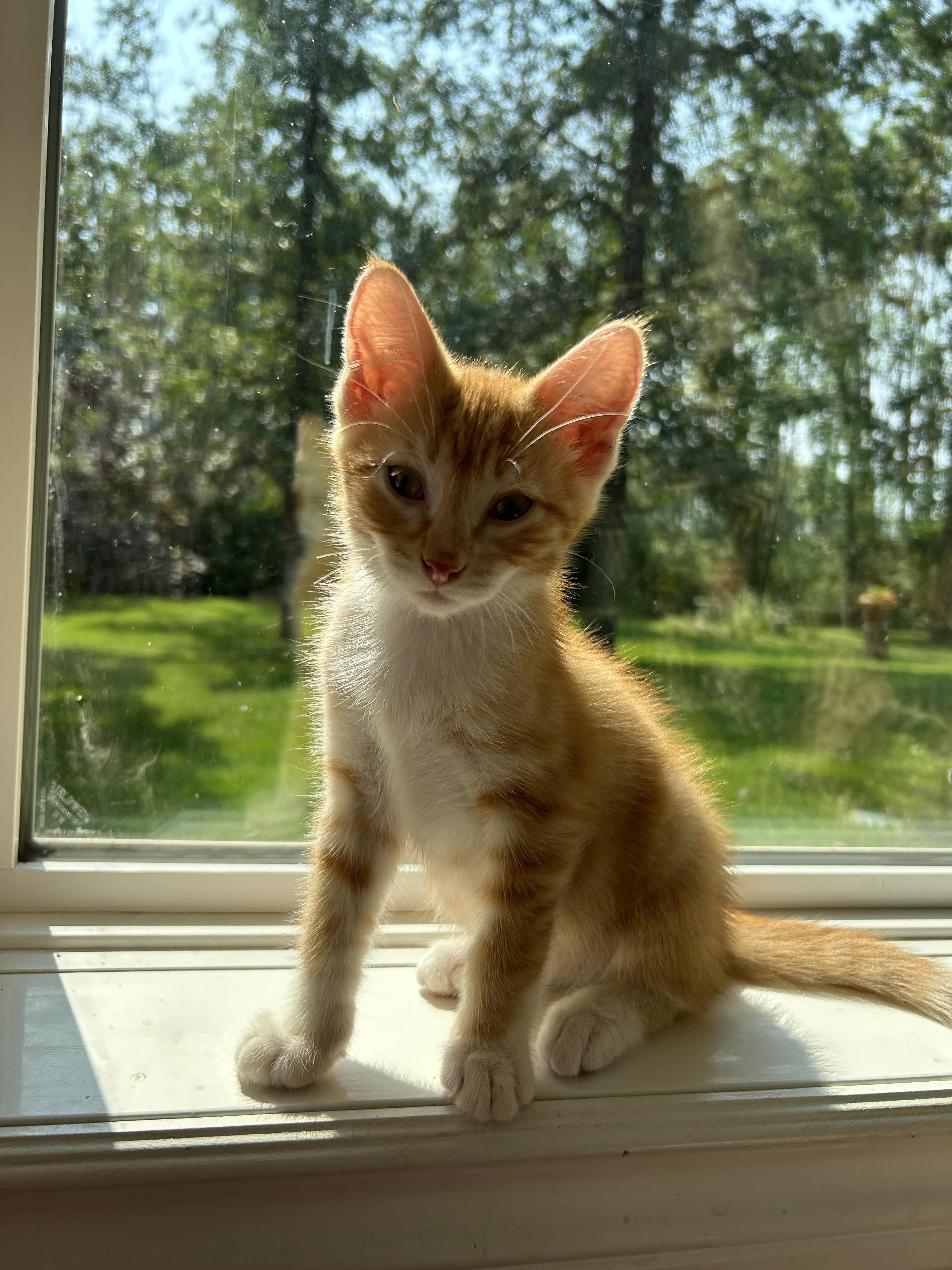 Peach Purrfect, an adoptable Domestic Short Hair in Steinbach, MB, R5G 2B2 | Photo Image 2