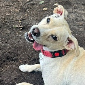 Ellis, an adoptable Mixed Breed in Raleigh, NC, 27604 | Photo Image 1