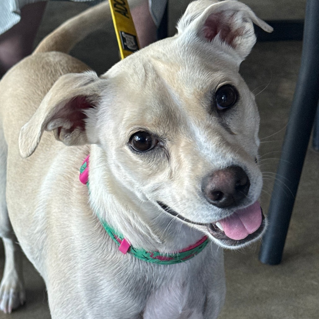 Ellis, an adoptable Mixed Breed in Raleigh, NC, 27604 | Photo Image 1