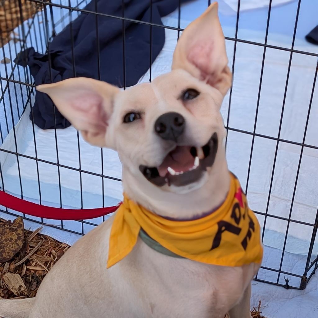 Ellis, an adoptable Mixed Breed in Raleigh, NC, 27604 | Photo Image 2