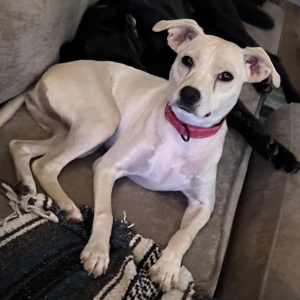 Ellis, an adoptable Mixed Breed in Raleigh, NC, 27604 | Photo Image 3