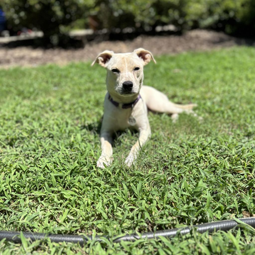 Ellis, an adoptable Mixed Breed in Raleigh, NC, 27604 | Photo Image 3