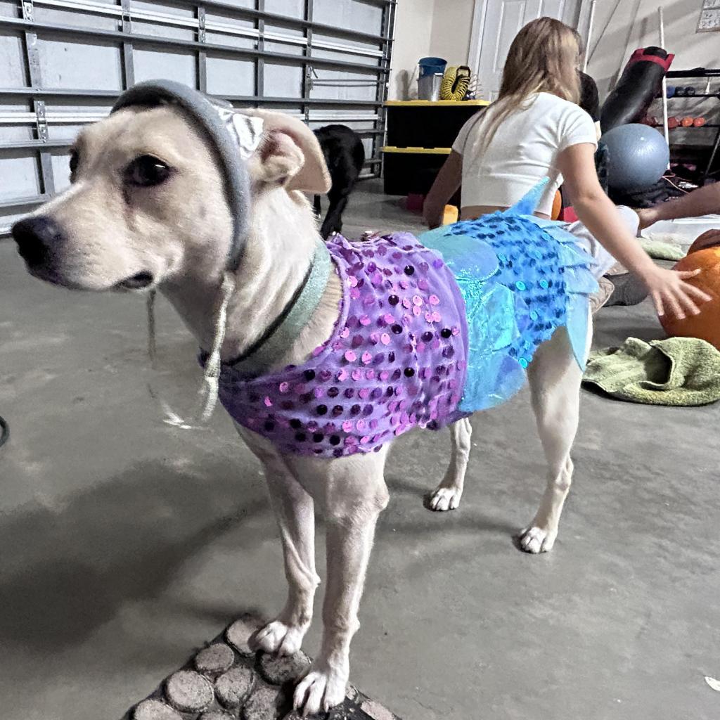 Ellis, an adoptable Mixed Breed in Raleigh, NC, 27604 | Photo Image 4