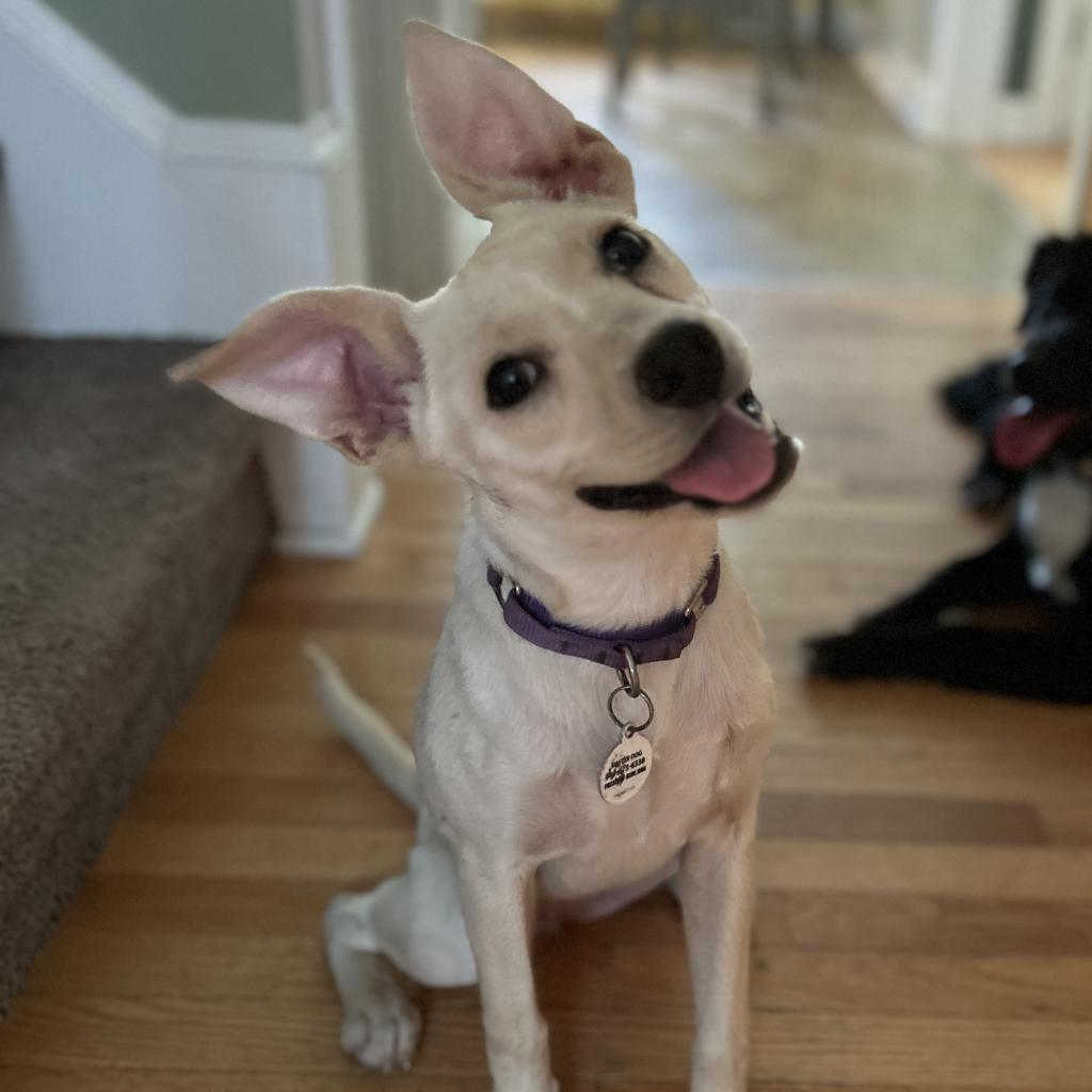 Ellis, an adoptable Mixed Breed in Raleigh, NC, 27604 | Photo Image 4