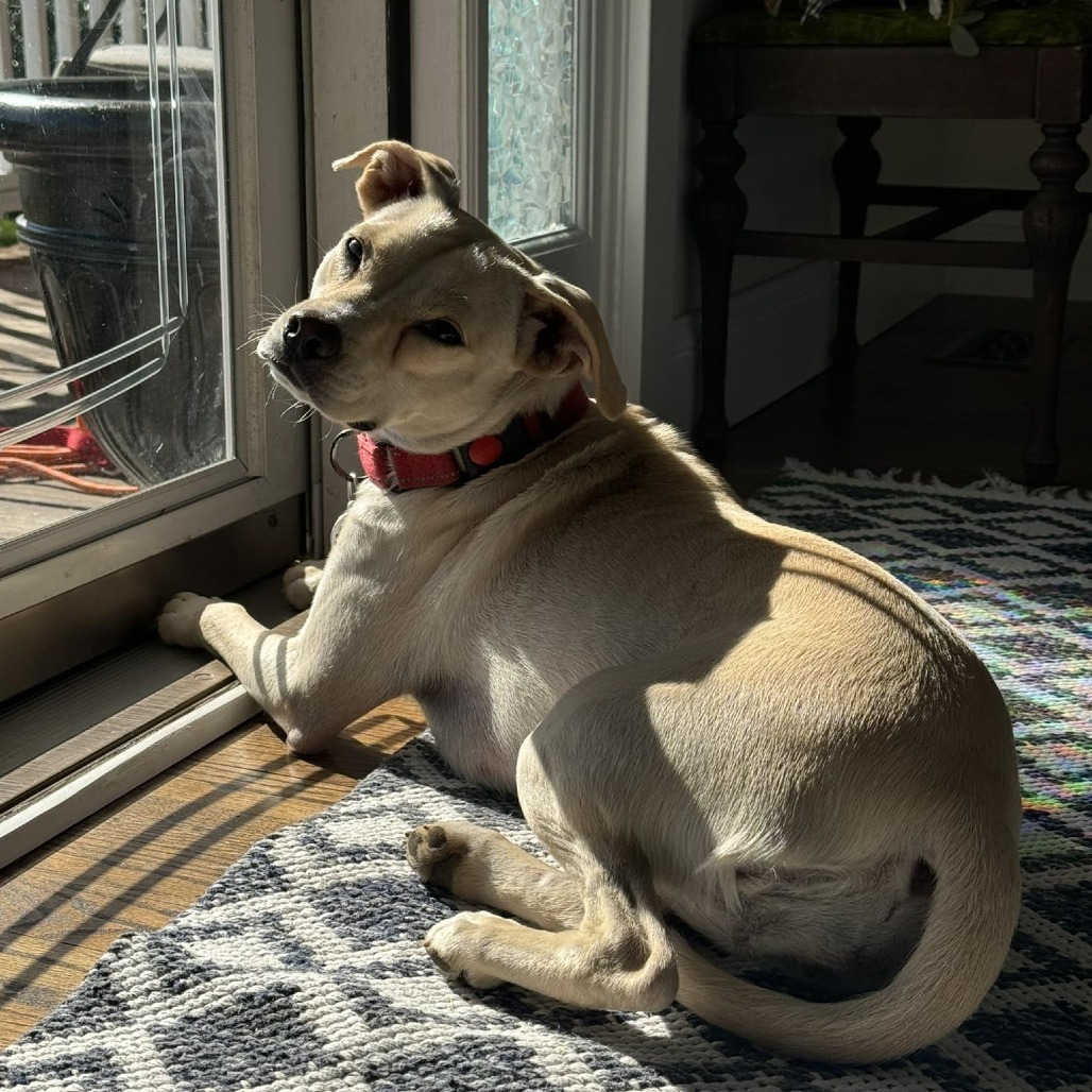 Ellis, an adoptable Mixed Breed in Raleigh, NC, 27604 | Photo Image 5