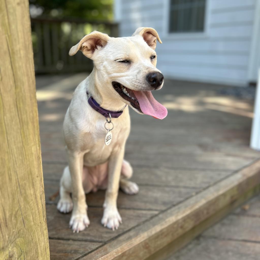Ellis, an adoptable Mixed Breed in Raleigh, NC, 27604 | Photo Image 6