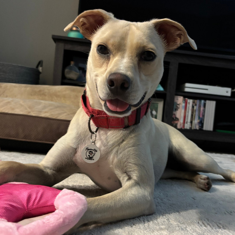 Ellis, an adoptable Mixed Breed in Raleigh, NC, 27604 | Photo Image 6