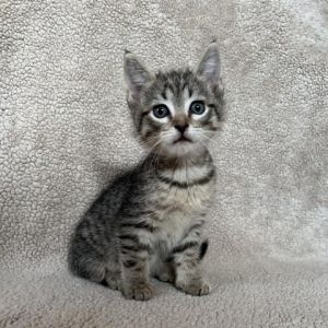 Charlie Ess is a bundle of cuteness and spunk This playful kitten is quite the explorer and loves t