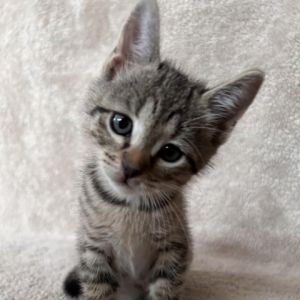 Frankie Ess is a cheerful energetic and curious kitten who loves exploring her surroundings and ch