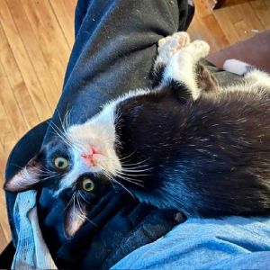 Meet Kenny a darling medium hair tuxedo He was found abandoned on Kenwood Stree