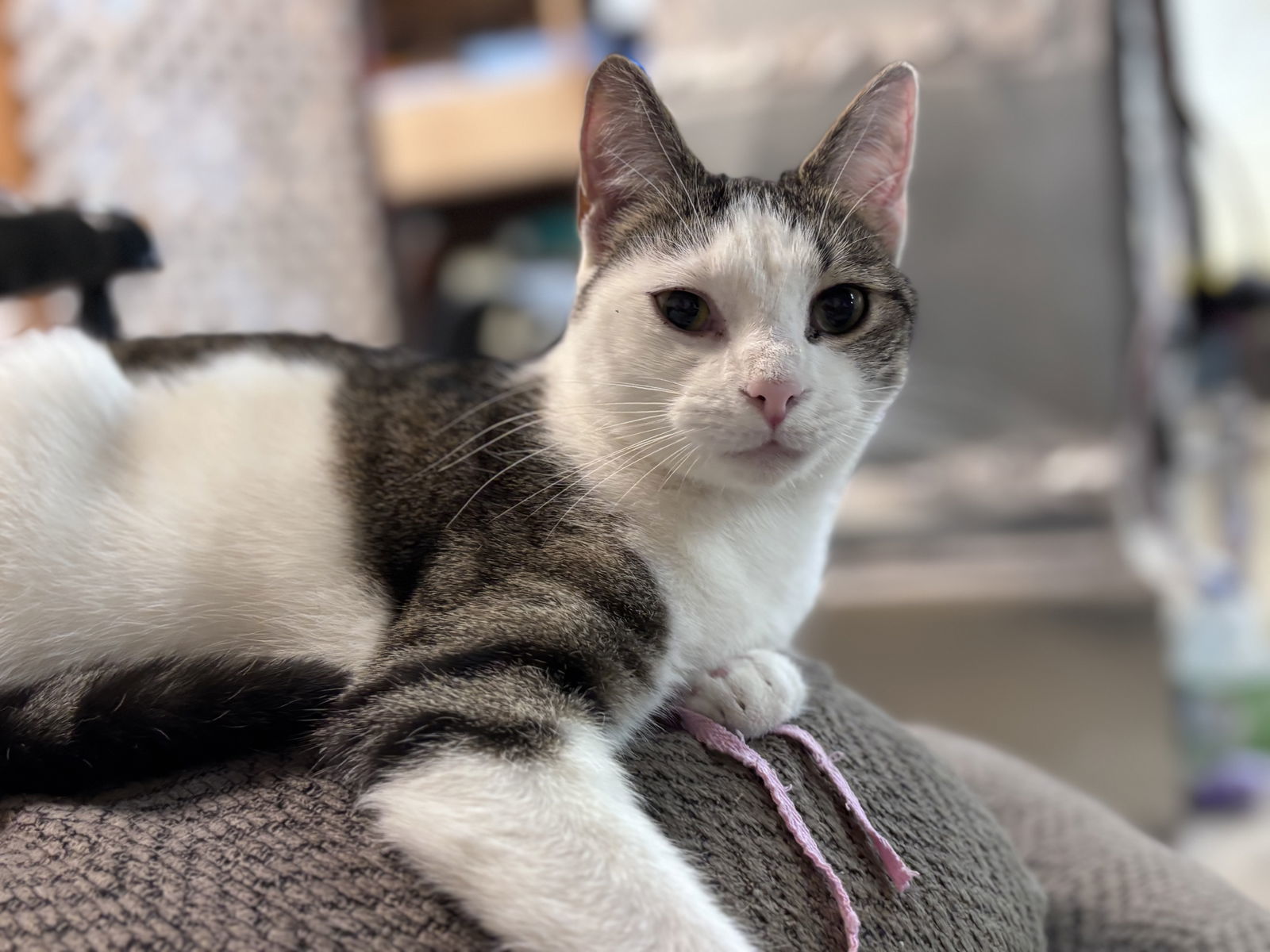 Loki: Not At shelter (Barbe)