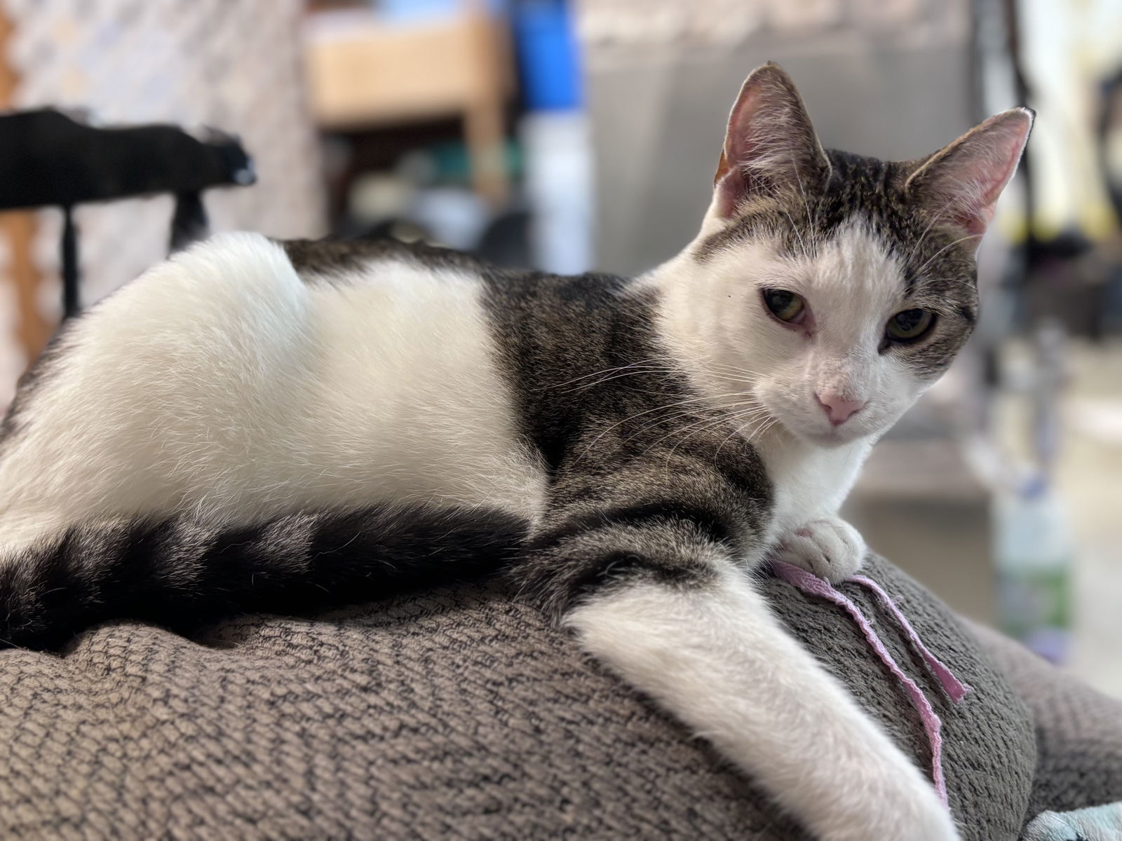 Loki: Not At shelter (Barbe)