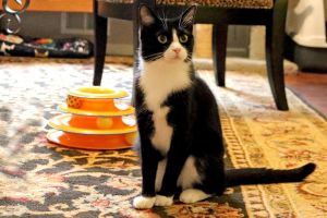 Pip Domestic Short Hair Cat