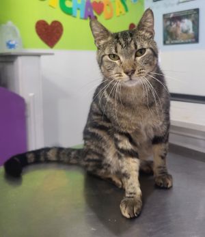 Storm, Young Male American Shorthair