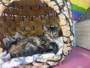 Verbena, Young Female Domestic Short Hair