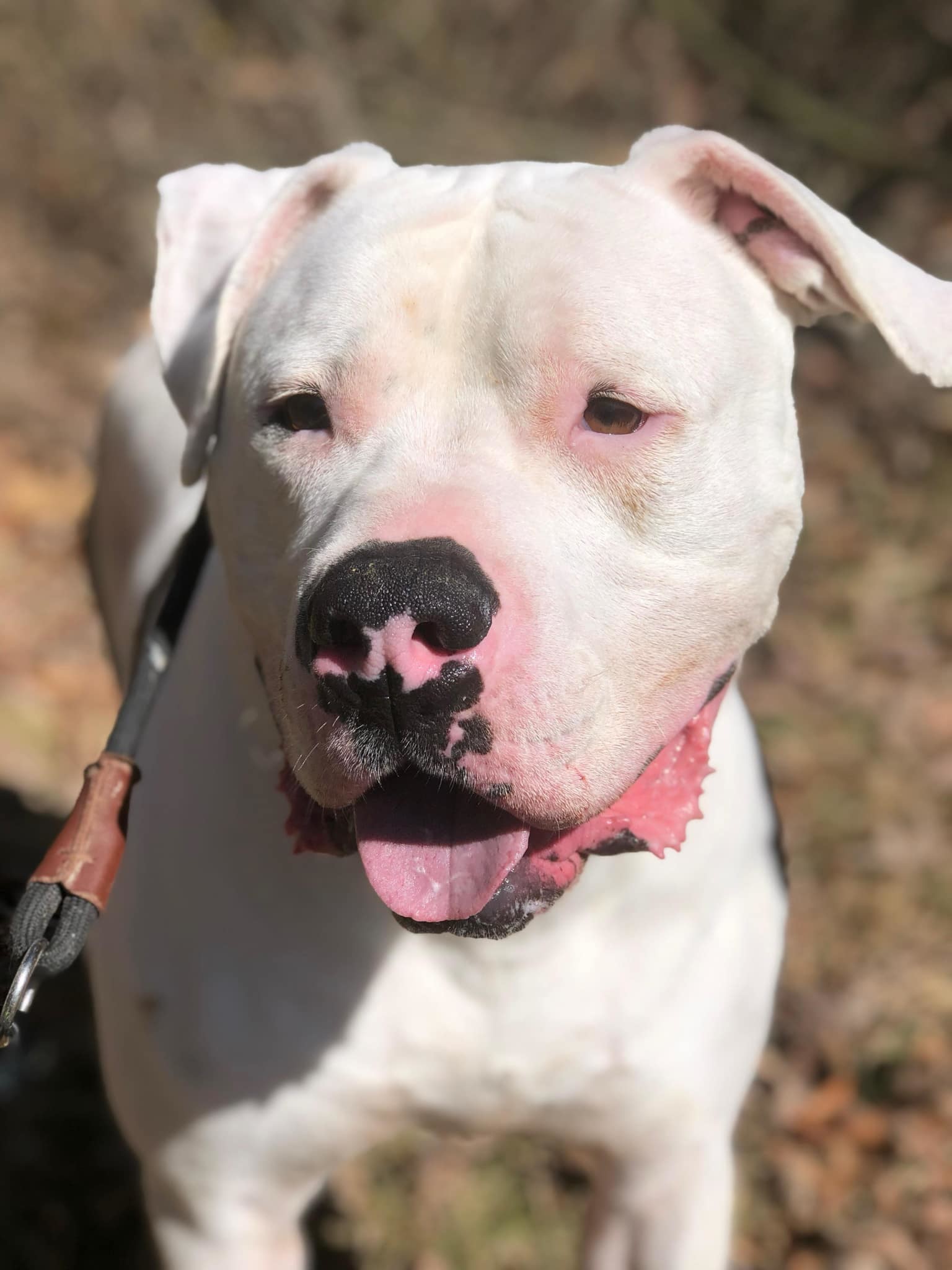 Maverick