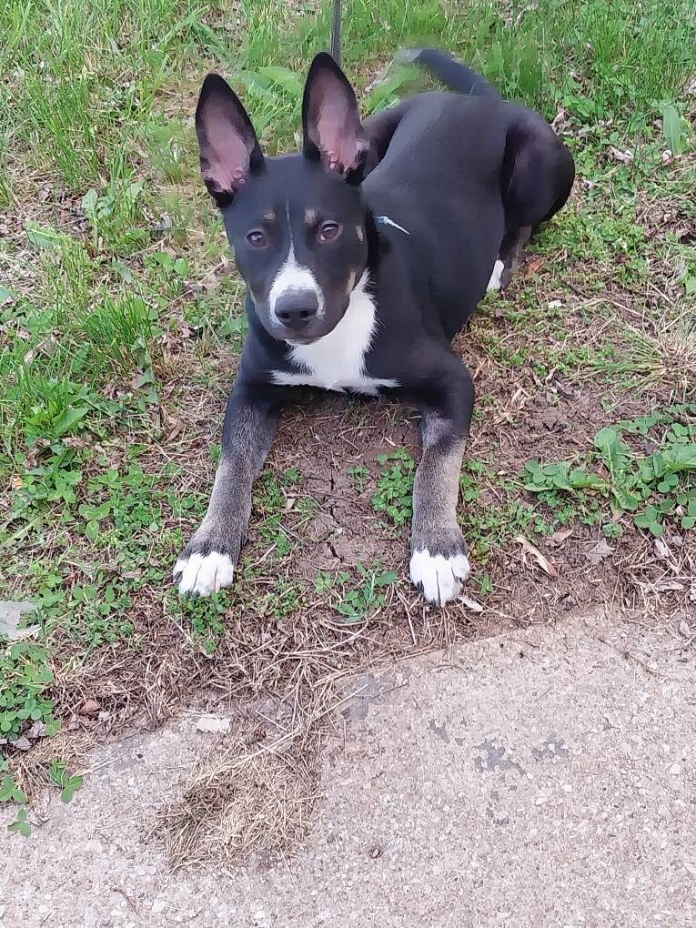 Nala, an adoptable Mixed Breed in Topeka, KS, 66614 | Photo Image 1