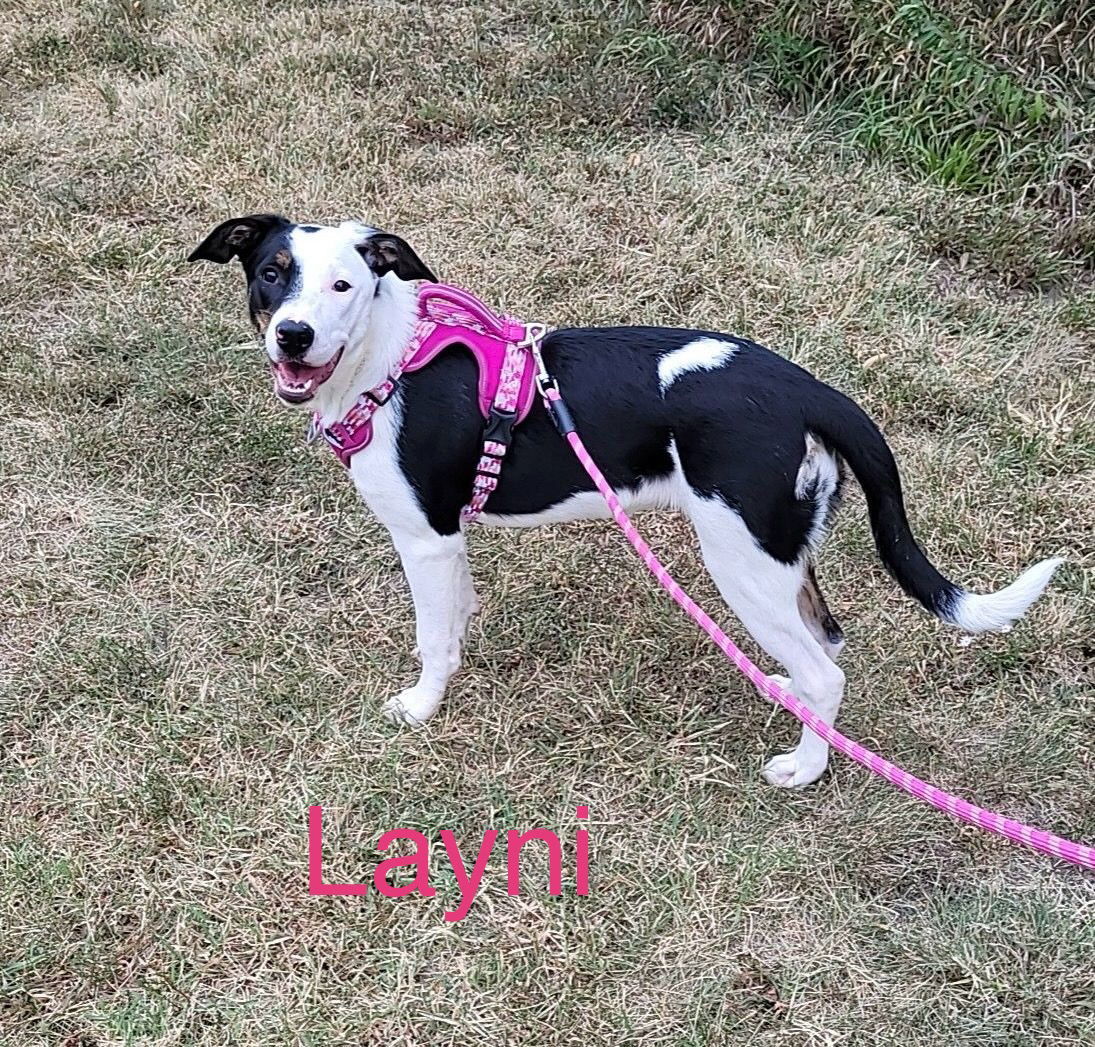 Layni, an adoptable Australian Shepherd, Catahoula Leopard Dog in Topeka, KS, 66614 | Photo Image 1