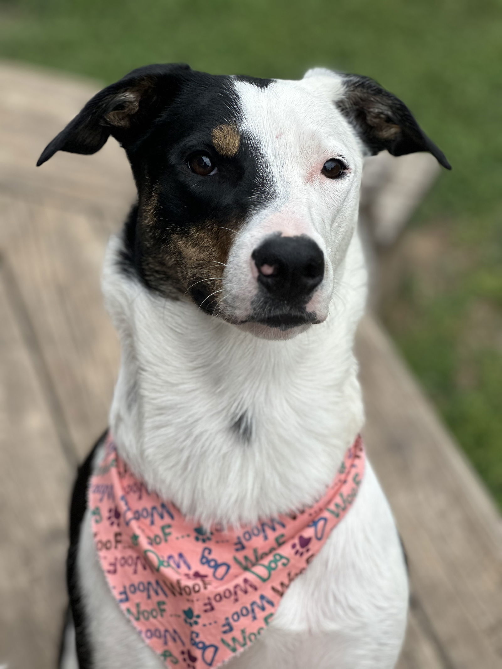 Layni, an adoptable Australian Shepherd, Catahoula Leopard Dog in Topeka, KS, 66614 | Photo Image 1