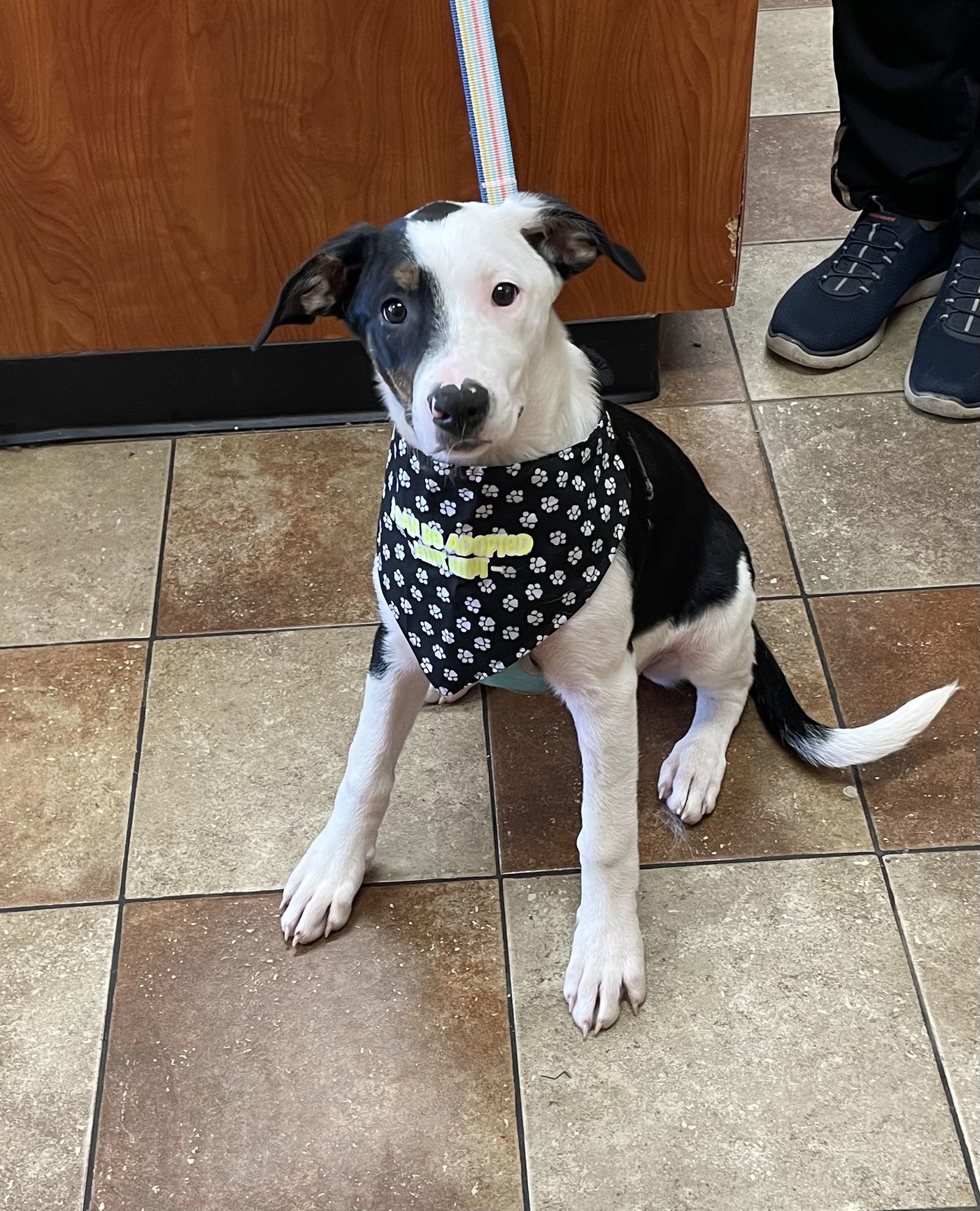 Layni, an adoptable Australian Shepherd, Catahoula Leopard Dog in Topeka, KS, 66614 | Photo Image 2