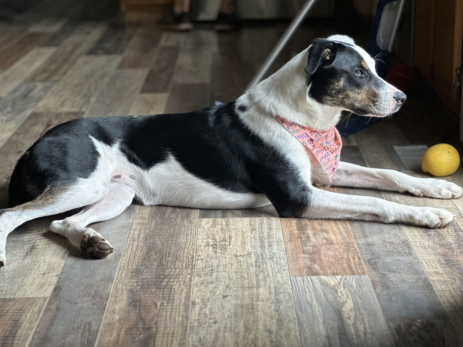 Layni, an adoptable Australian Shepherd, Catahoula Leopard Dog in Topeka, KS, 66614 | Photo Image 2