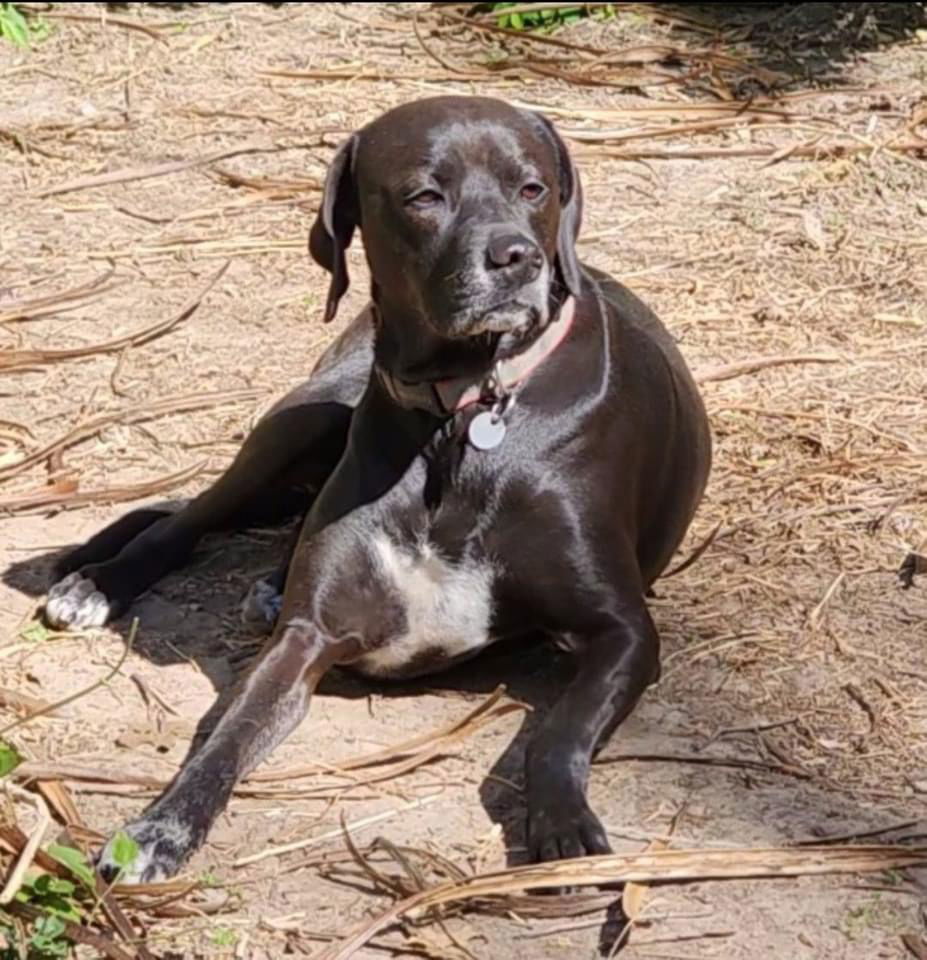 Casey, an adoptable Labrador Retriever, Pointer in Topeka, KS, 66614 | Photo Image 1