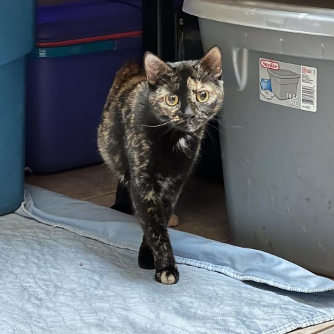 Mumbles, an adoptable Domestic Short Hair in Bismarck, ND, 58507 | Photo Image 5