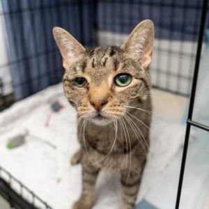 Frankie baby is a gentle soul whos been through a lot This gorgeous tabby will often give a soft m