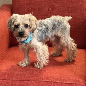 Meet Toby James a charming 1-year-old Yorkie with a stunning tansilver coat weighing in at a peti