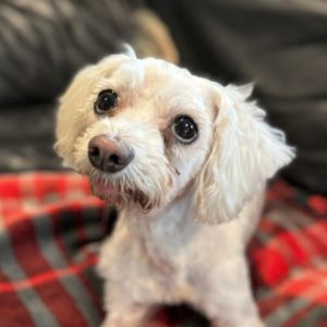 Meet Belles a 7-8 year-old 14-pound Maltese mix with a heart full of sweetness Belles can be a li