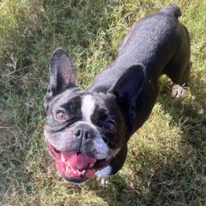 Duke is a 6 yr old 28lb French bulldog Boston terrier mix He has been living in a loving home