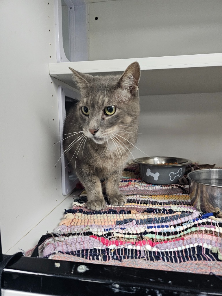 Moira, an adoptable Domestic Short Hair in Duncan, OK, 73533 | Photo Image 1