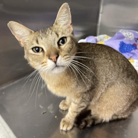 Goji, an adoptable Domestic Short Hair in Spokane, WA, 99202 | Photo Image 1