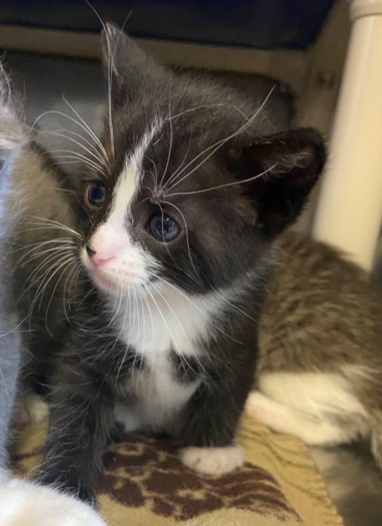 Alfa, an adoptable Domestic Short Hair in Virginia, MN, 55792 | Photo Image 1