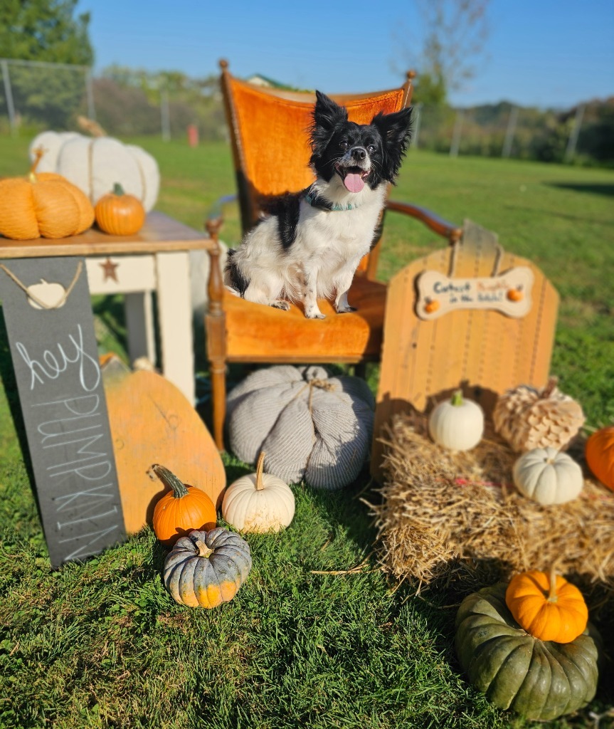 Louie, an adoptable Papillon, Mixed Breed in Sprakers, NY, 12166 | Photo Image 1